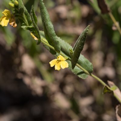 Goodenia amplexans, photographed by Kym Nicolson