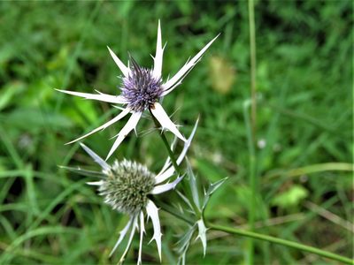 Eryngium hookeri, photographed by Annika Lindqvist