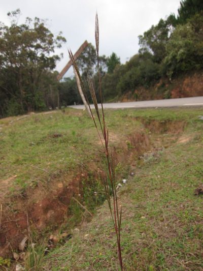 Andropogon eucomus, photographed by bat (Maria Vorontsova)