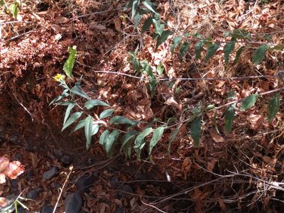Helianthus californicus, photographed by Ken-ichi Ueda