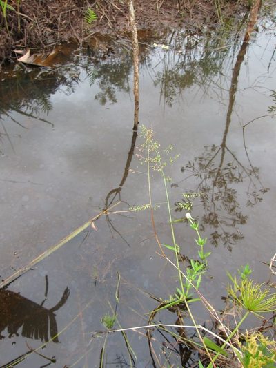 Sacciolepis curvata, photographed by bat (Maria Vorontsova)