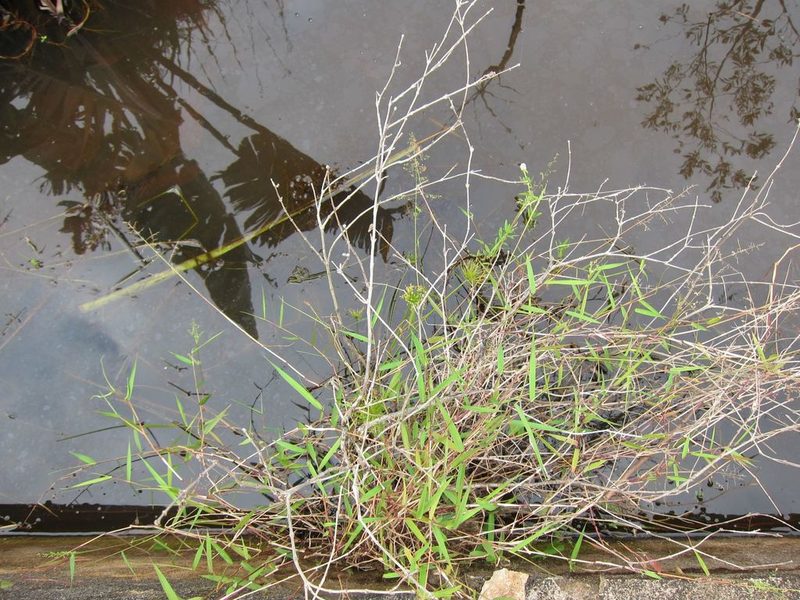 Sacciolepis curvata, photographed by bat (Maria Vorontsova)