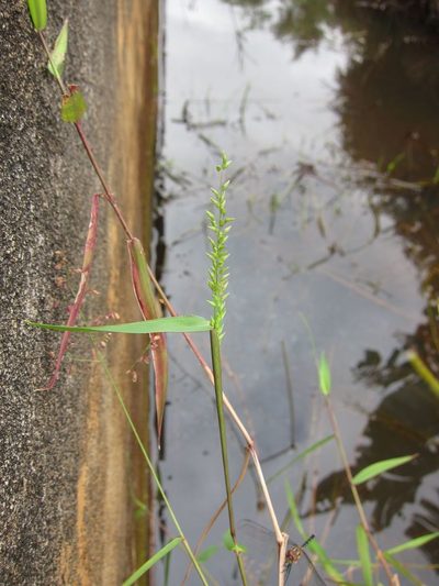 Sacciolepis curvata, photographed by bat (Maria Vorontsova)