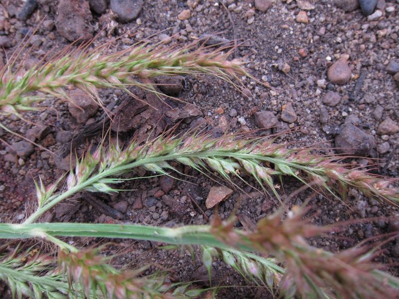 Echinochloa stagnina, photographed by bat (Maria Vorontsova)