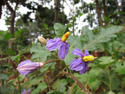 Solanum richardii, photographed by bat (Maria Vorontsova)