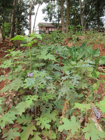 Solanum richardii, photographed by bat (Maria Vorontsova)