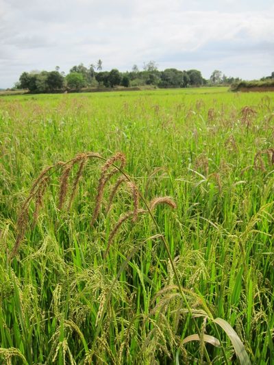 Echinochloa stagnina, photographed by bat (Maria Vorontsova)