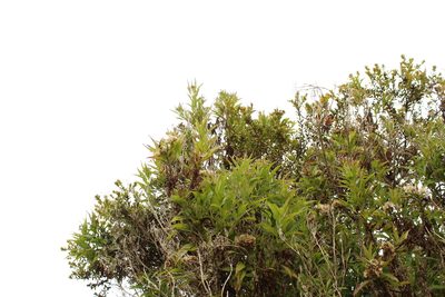 Chromolaena perglabra, photographed by Andrés Ramírez-Barrera