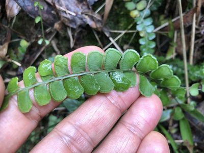 Lindsaea orbiculata, photographed by jh4165tw