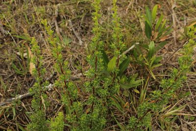Baccharis tricuneata, photographed by Andrés Ramírez-Barrera