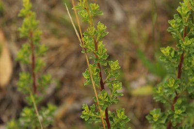 Baccharis tricuneata, photographed by Andrés Ramírez-Barrera