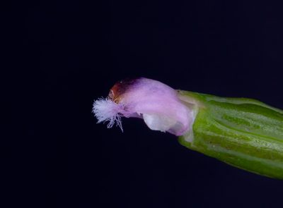 Thelymitra pauciflora, photographed by Hayden Jones