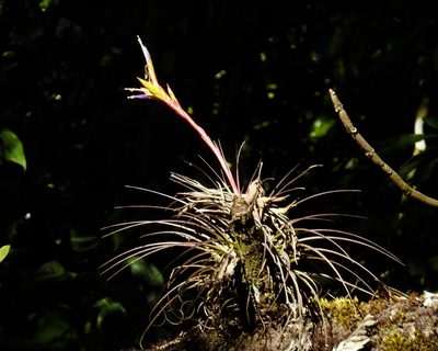 Tillandsia tricolor, photographed by Grete Pasch