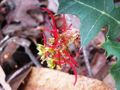 Grevillea steiglitziana, photographed by Elspeth Swan