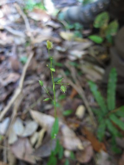 Pseudechinolaena polystachya, photographed by bat (Maria Vorontsova)
