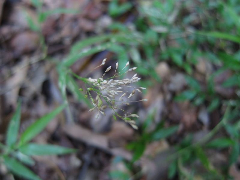 Panicum pleianthum, photographed by bat (Maria Vorontsova)