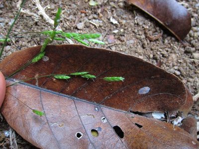 Megastachya mucronata, photographed by bat (Maria Vorontsova)