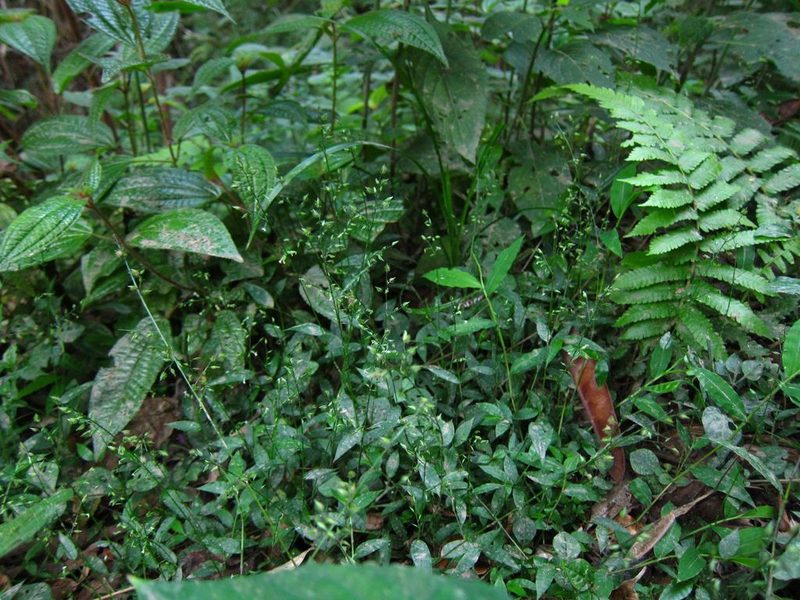 Pseudechinolaena polystachya, photographed by bat (Maria Vorontsova)
