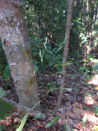 Megastachya mucronata, photographed by bat (Maria Vorontsova)