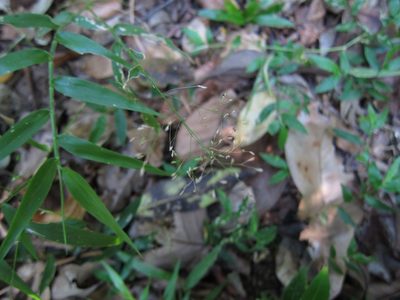 Panicum pleianthum, photographed by bat (Maria Vorontsova)