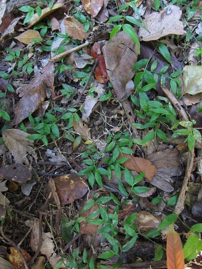Pseudechinolaena polystachya, photographed by bat (Maria Vorontsova)
