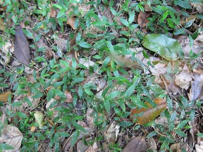 Pseudechinolaena polystachya, photographed by bat (Maria Vorontsova)
