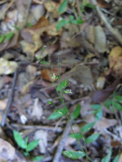 Pseudechinolaena polystachya, photographed by bat (Maria Vorontsova)