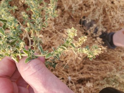 Atriplex suberecta, photographed by Bob Miller