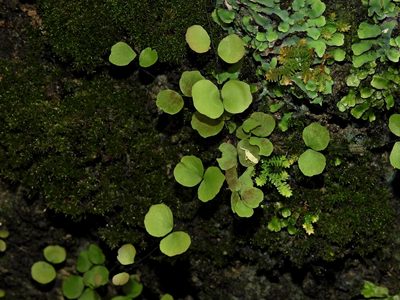 Adiantum capillus-junonis, photographed by Jacy Chen