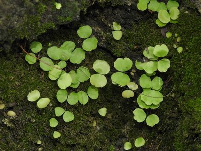 Adiantum capillus-junonis, photographed by Jacy Chen