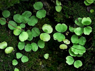 Adiantum capillus-junonis, photographed by Jacy Chen