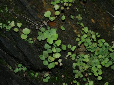 Adiantum capillus-junonis, photographed by Jacy Chen
