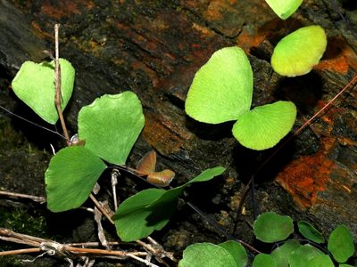 Adiantum capillus-junonis, photographed by Jacy Chen