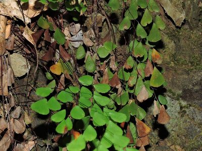 Adiantum monochlamys, photographed by Jacy Chen