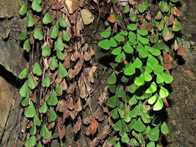 Adiantum monochlamys, photographed by Jacy Chen