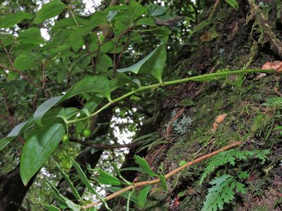 Heteropolygonatum alte-lobatum, photographed by Jacy Chen
