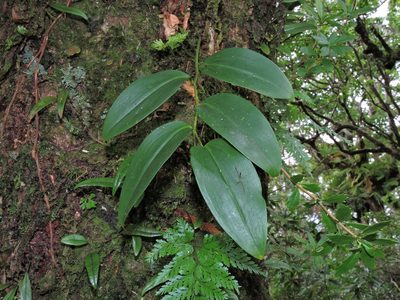 Heteropolygonatum alte-lobatum, photographed by Jacy Chen