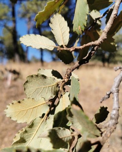Quercus convallata, photographed by M. Socorro González Elizondo