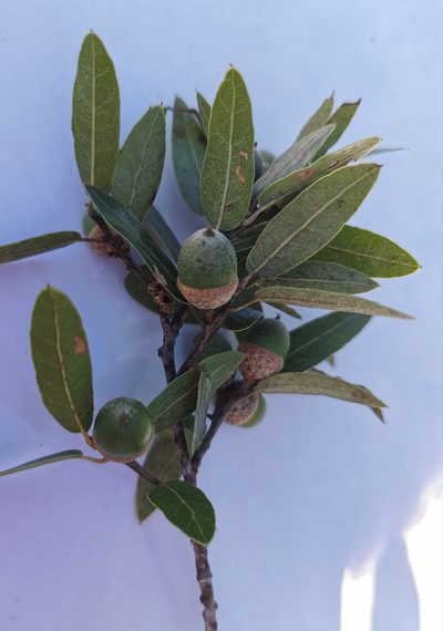 Quercus eduardi, photographed by M. Socorro González Elizondo