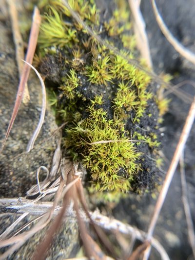 Tortella fragilis, photographed by Brandon Corder