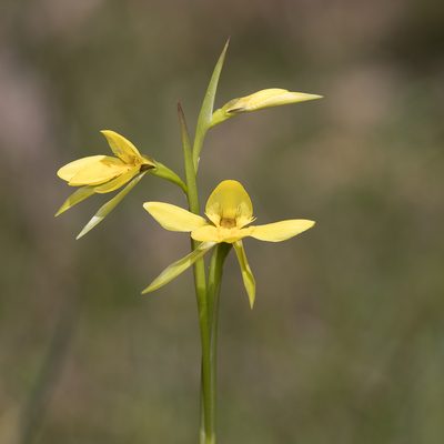 Diuris behrii, photographed by Kym Nicolson