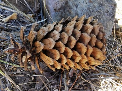 Pinus engelmannii, photographed by M. Socorro González Elizondo