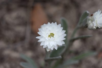 Argentipallium blandowskianum, photographed by Kym Nicolson