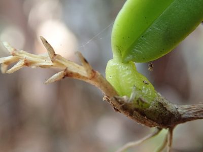 Bulbophyllum humblotii, photographed by Bruno Senterre