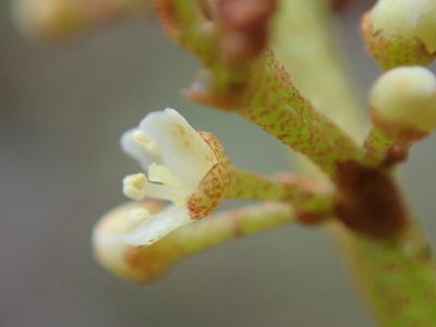 Campnosperma seychellarum, photographed by Bruno Senterre