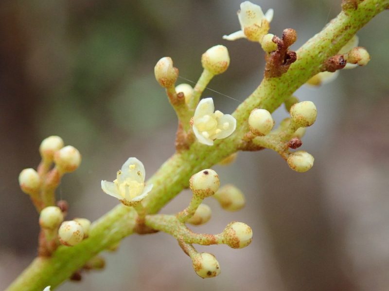 Campnosperma seychellarum, photographed by Bruno Senterre
