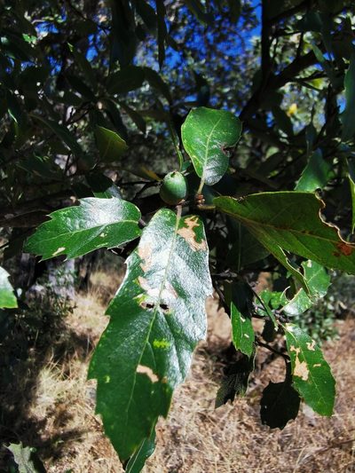 Quercus eduardi, photographed by M. Socorro González Elizondo