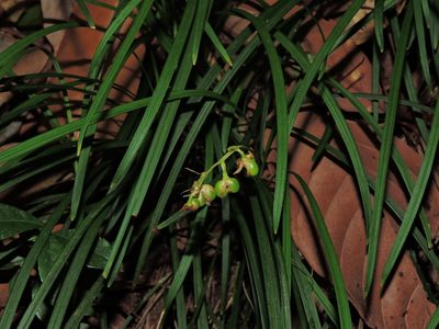 Ophiopogon intermedius, photographed by Jacy Chen
