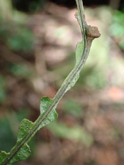 Bolbitis bipinnatifida, photographed by Bruno Senterre