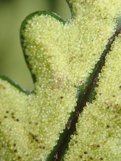 Bolbitis bipinnatifida, photographed by Bruno Senterre